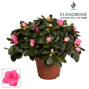 Azalea Flandresse® 'roze' 22 - 25 cm
