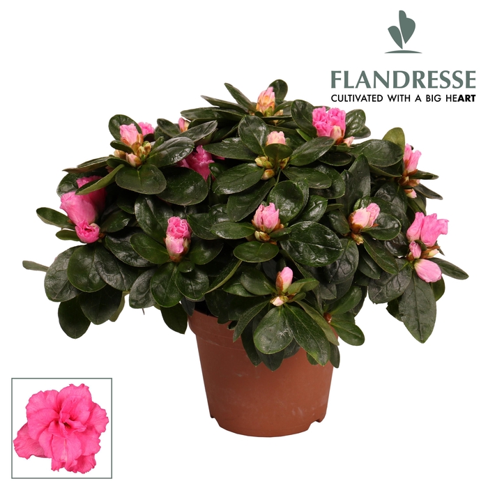 <h4>Azalea Flandresse® 'roze' 22 - 25 cm</h4>