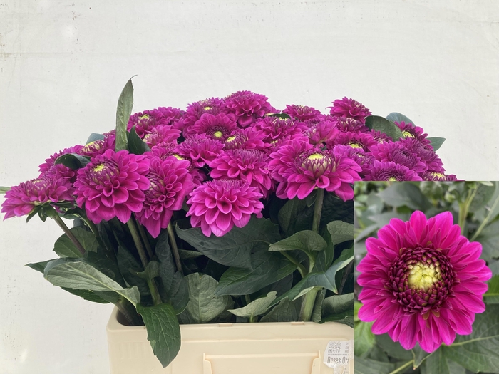 <h4>DAHL BALL PURPLE FOX</h4>