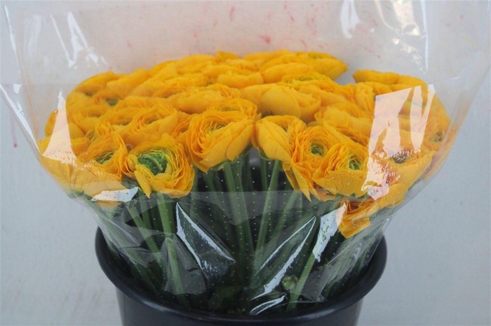 <h4>Ran Cloni Ex Omega</h4>