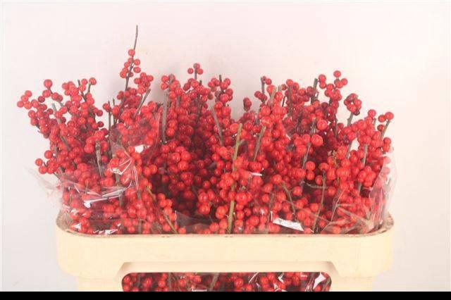 <h4>ILEX VE RODE BES</h4>