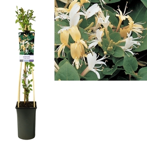 Lonicera j. 'Hall's Prolific' +light label