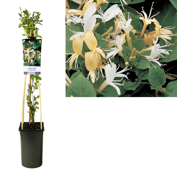 <h4>Lonicera j. 'Hall's Prolific' +light label</h4>