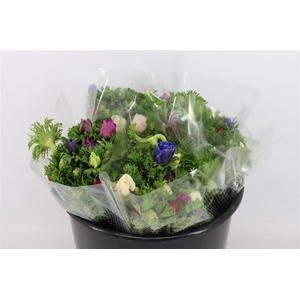 Anem Co Jerusal Mixed