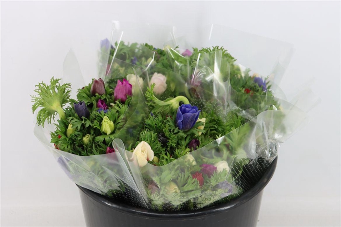 <h4>Anem Co Jerusal Mixed</h4>