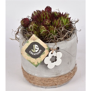 Cement pot met bloem gy 12cm