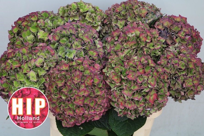 <h4>HYDR M CH RODEO CL</h4>