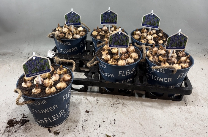 <h4>ARR MUSCARI</h4>