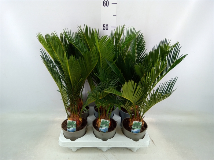 <h4>Cycas revoluta</h4>