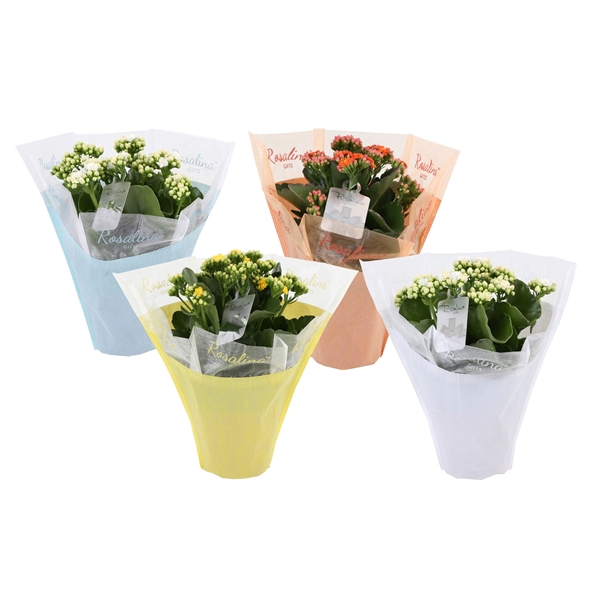 <h4>KP-729.4 - Kalanchoe Rosalina 12cm in pastel gifts paas mix</h4>