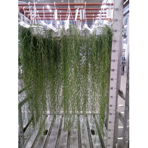 Hoya linearis