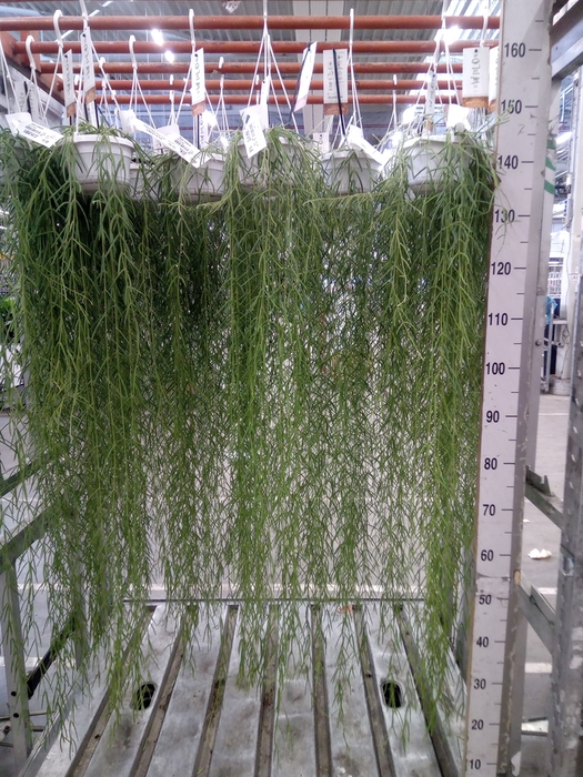 <h4>Hoya linearis</h4>