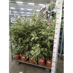 Ficus benja. 'Golden King'