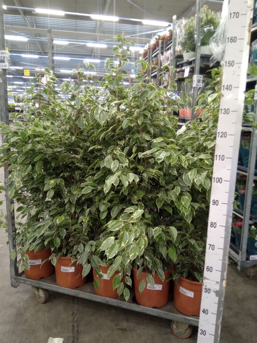 <h4>Ficus benja. 'Golden King'</h4>