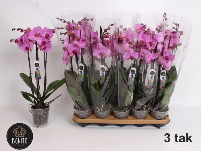 <h4>PHAL OV ROZE</h4>