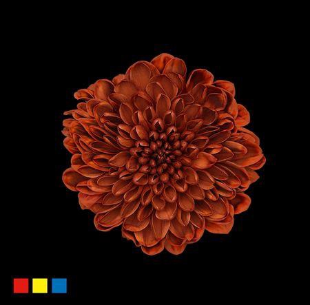 <h4>Chr T Altaj Browny</h4>