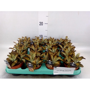 Kalanchoe NF ...