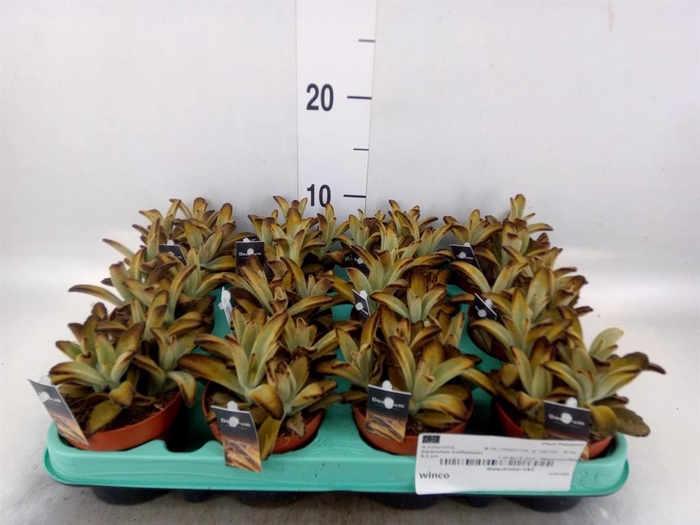 <h4>Kalanchoe NF   ...</h4>