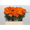 Tagetes Marigold Promise Orange