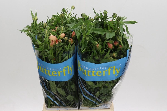 <h4>Ranunculus Butterfly Eris</h4>