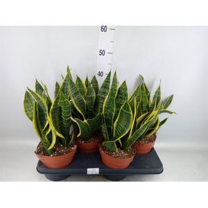 Sansevieria trifa. 'Futura Superba'