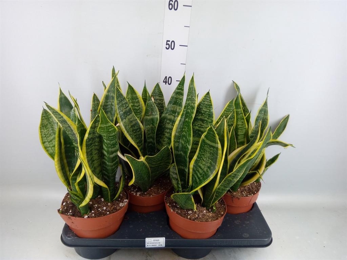 <h4>Sansevieria trifa. 'Futura Superba'</h4>
