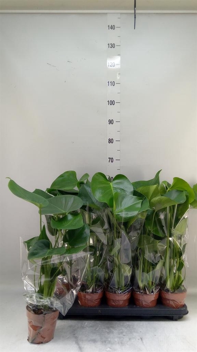 <h4>Monstera delic.</h4>
