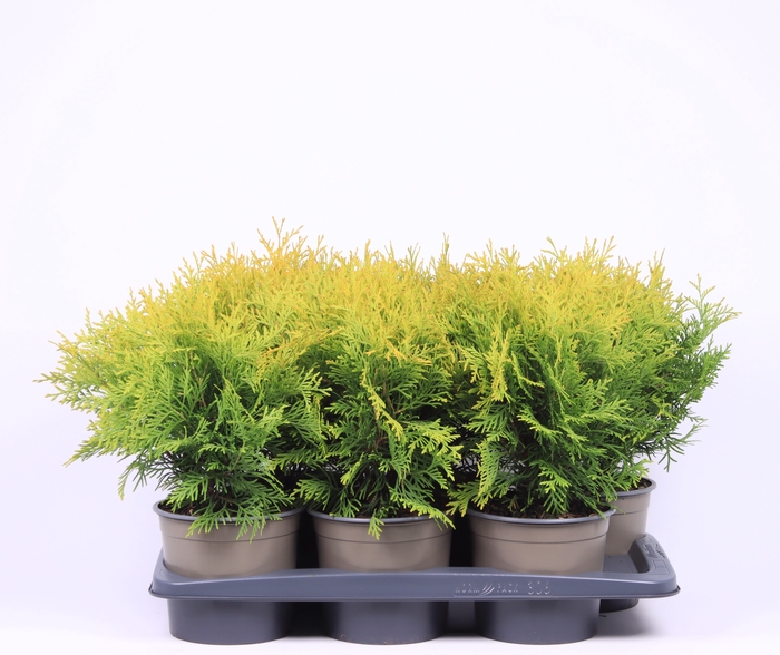 <h4>Thuja Occ Golden Globe</h4>