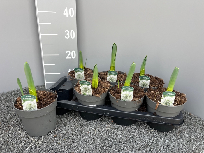 <h4>ALLI GIGANTEUM</h4>