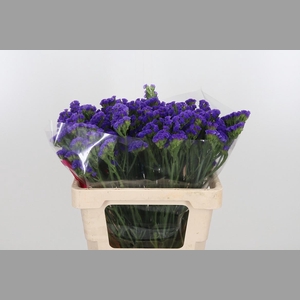 Limonium Crystal Dark Blue