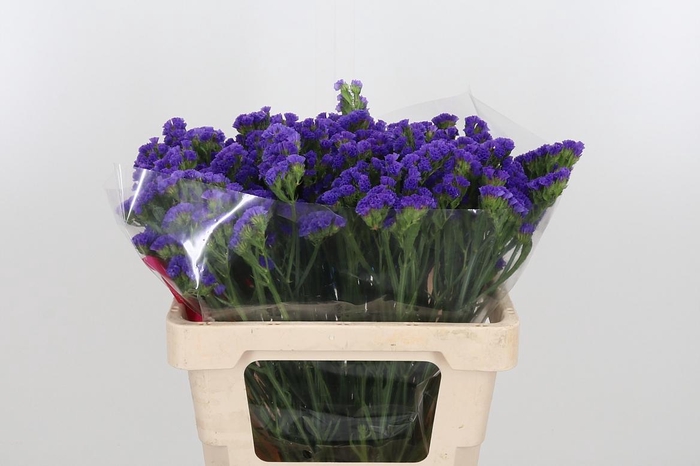 <h4>Limonium Crystal Dark Blue</h4>