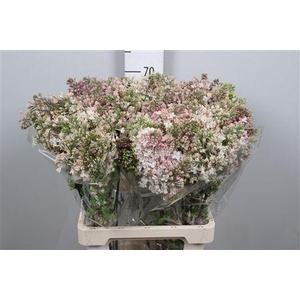 Syr Hy Maidens Blush 2+