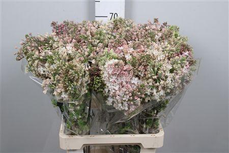 <h4>Syr Hy Maidens Blush 2+</h4>