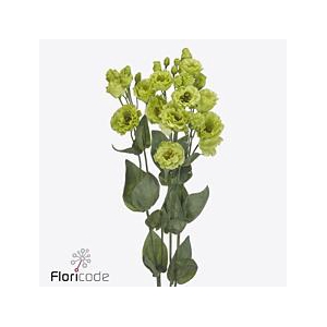 Lisianthus do rosanne bright green