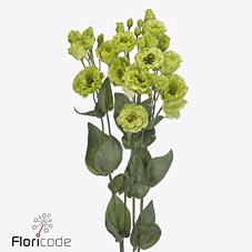 <h4>Lisianthus do rosanne bright green</h4>