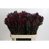 Leucadendron Saf Sunset Dark R.