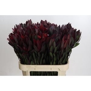 Leucadendron Saf Sunset Dark R.