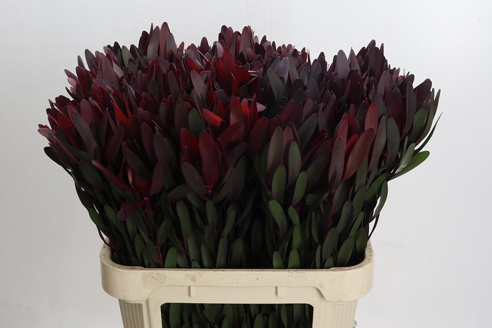 Leucadendron Saf Sunset Dark R.