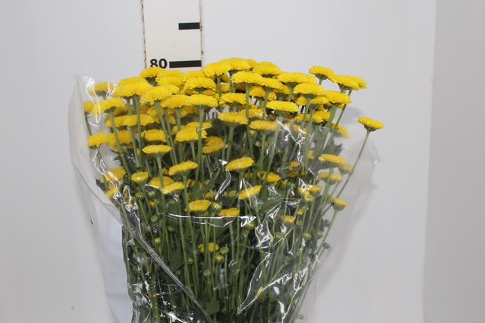 <h4>CRISANTEMO SANTINI LOPEZ 080 CM</h4>