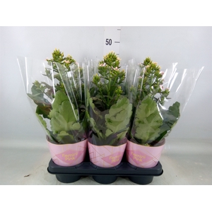 Kalanchoe blos. 'Feminine Pink'