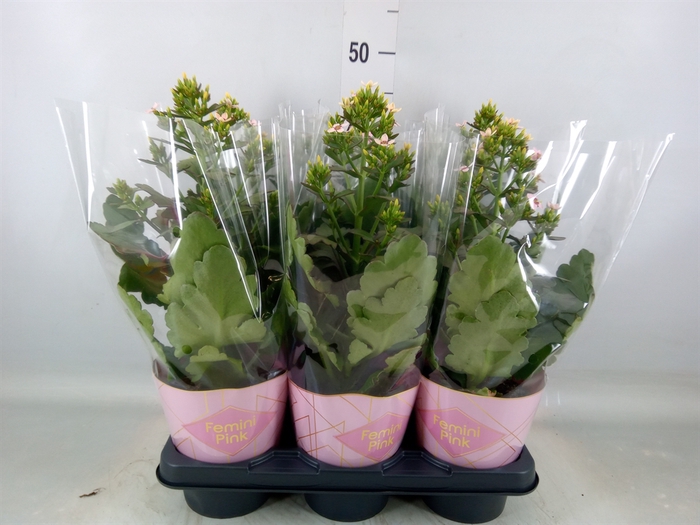 <h4>Kalanchoe blos. 'Feminine Pink'</h4>