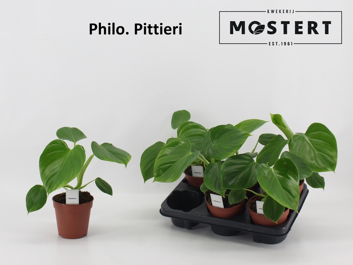 <h4>PHIL OVERIG</h4>