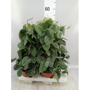 Scindapsus pictus 'Silvery Ann'