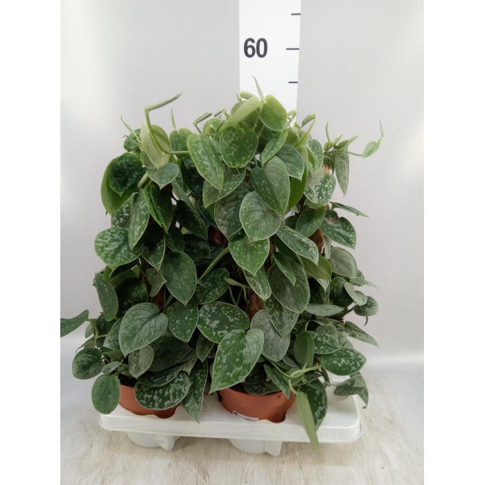 <h4>Scindapsus pictus 'Silvery Ann'</h4>