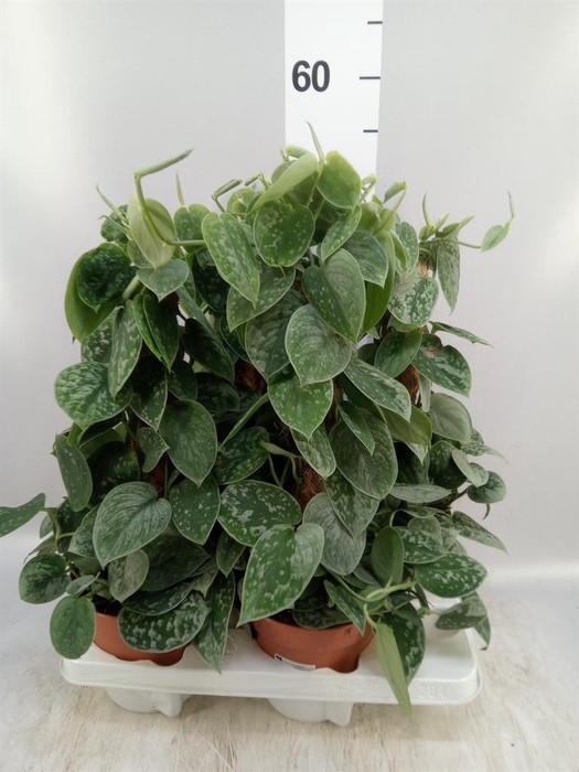 Scindapsus pictus 'Silvery Ann'