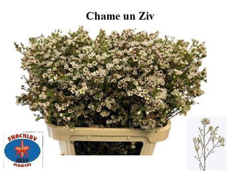 <h4>Chame Unc Ziv Wit</h4>