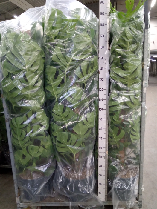 <h4>Monstera pertusum</h4>