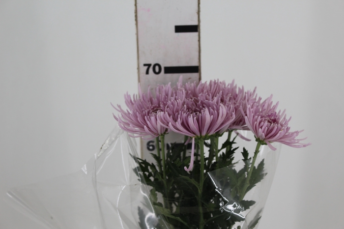<h4>ANASTASIA CIPRIA 070 CM LILAS</h4>