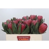 Protea Red Ice