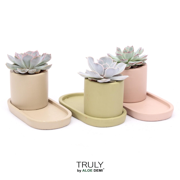 <h4>TRULY Echeveria, plateau</h4>